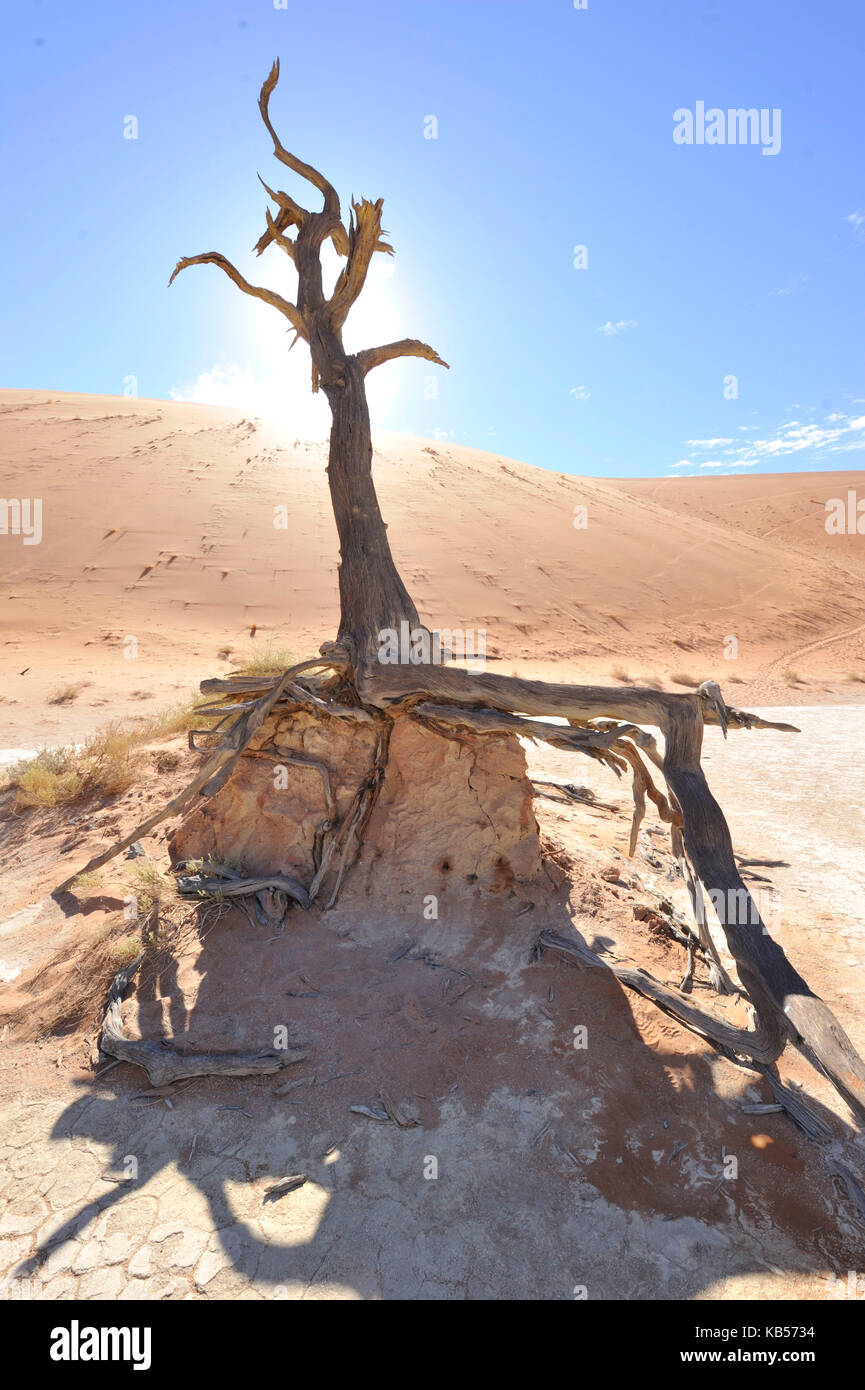 Namibia, Hardap, Namib desert, Namib-Naukluft national park, Sossusvlei dunes, Dead Vlei Stock Photo