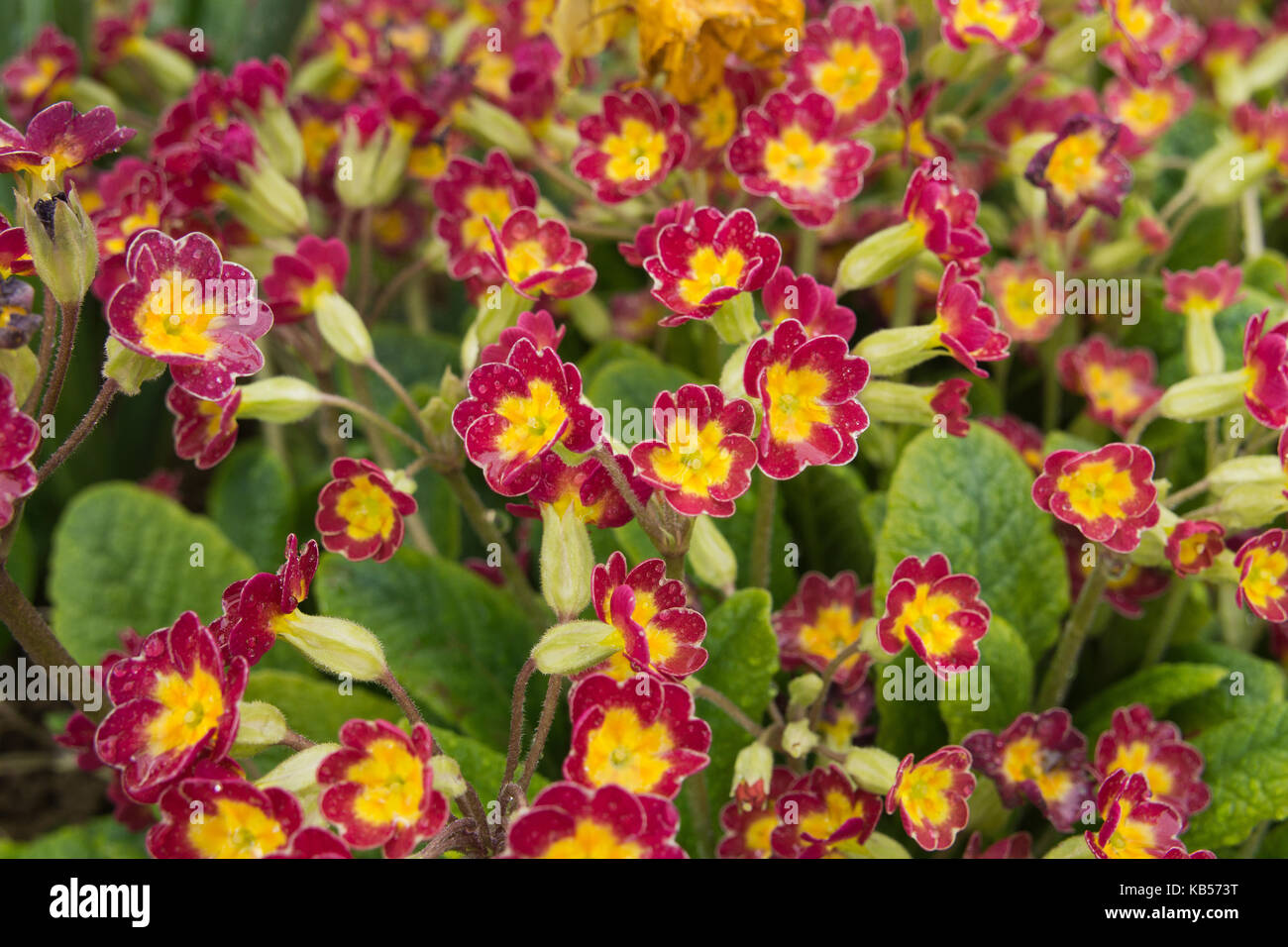 Closeup of red flowers Primula Veris plants Stock Photo