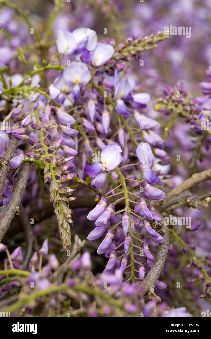 Blue wisteria in full bloom Stock Photo Alamy