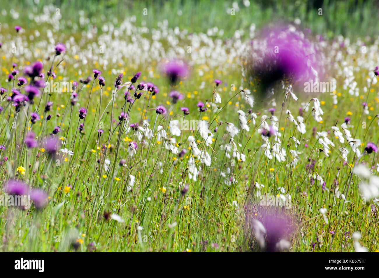 coloured wet meadow with cotton grass and cirsium Stock Photo