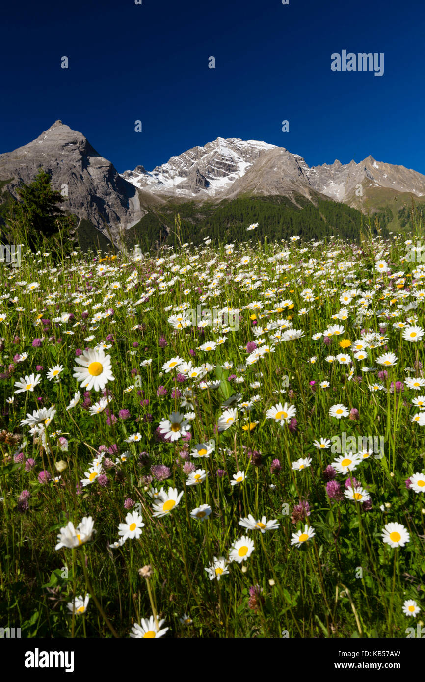alpine summer in Latsch close Bergün in the canton of Grisons, Switzerland Stock Photo