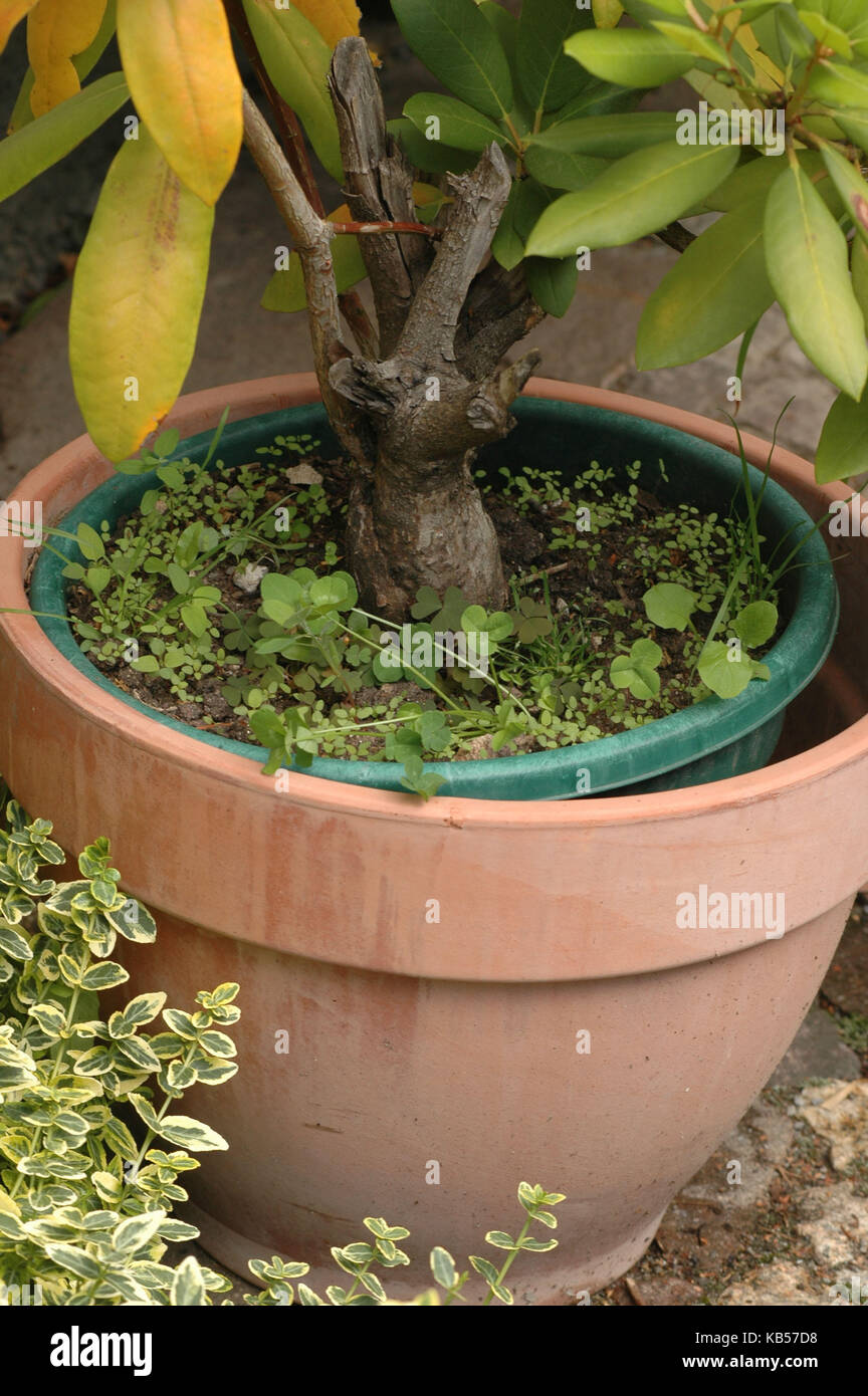 step by step instructions, plant tub free of weeds Stock Photo