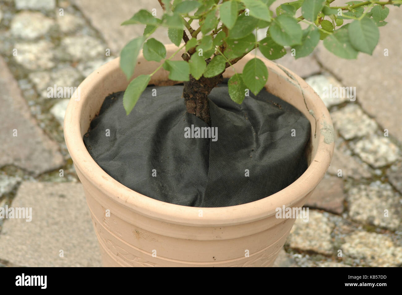 step by step instructions, plant tub free of weeds Stock Photo