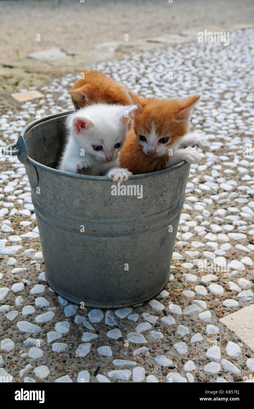 Three kittens in zinc bucket on terrace with white pebbles Stock Photo