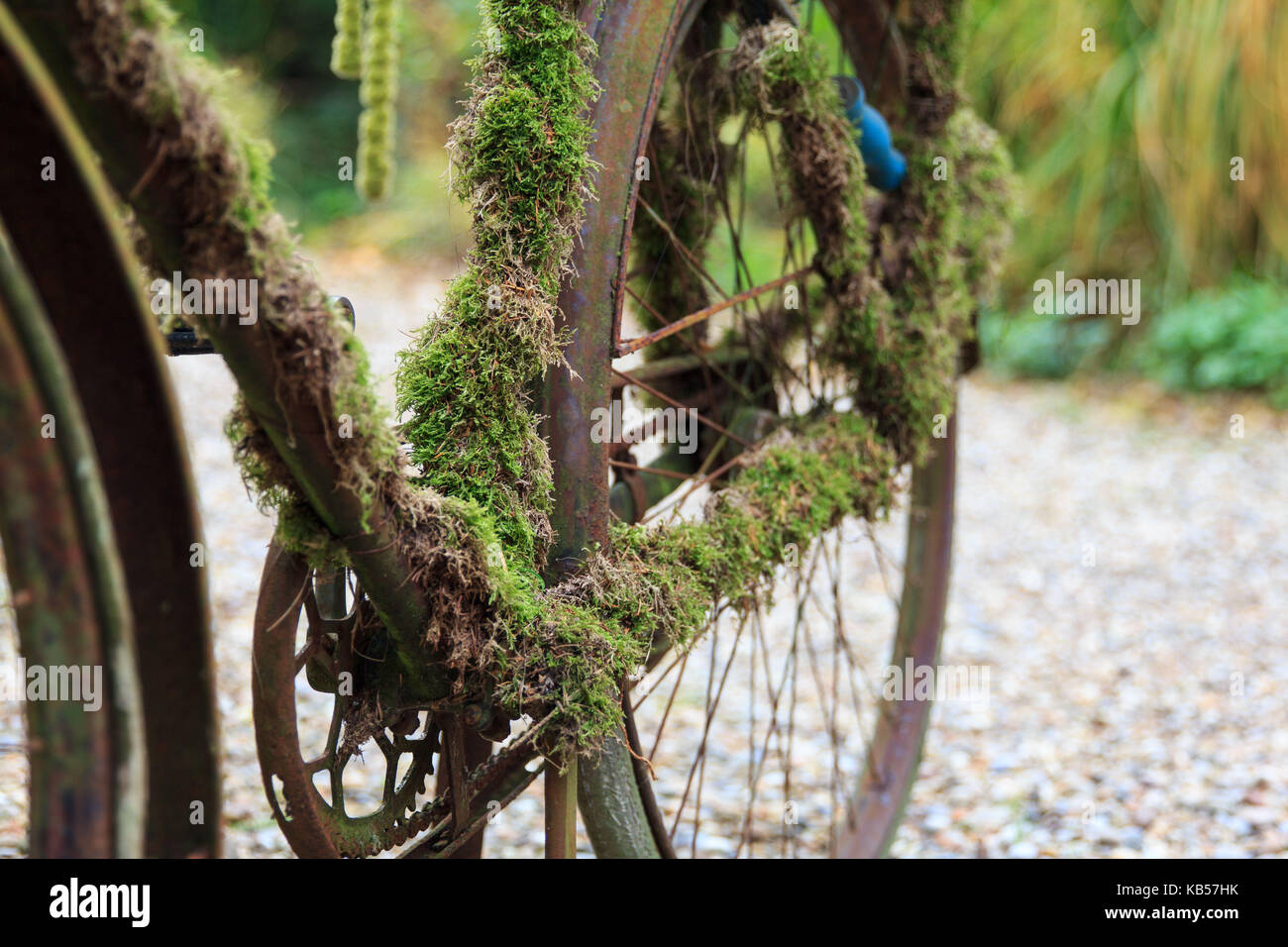 mossy old bicycle, still life Stock Photo