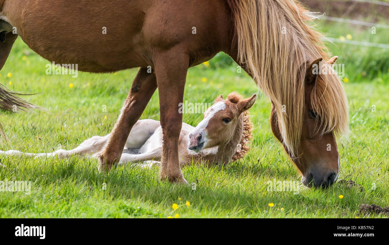 Mare and Foal, Iceland Icelandic pure-bred horses, Iceland Stock Photo