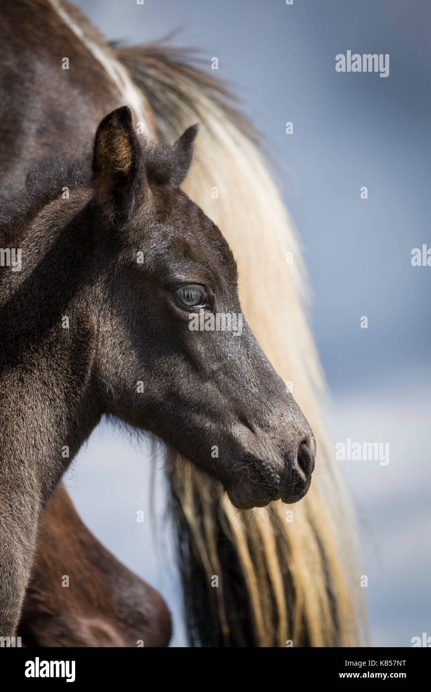 Mare and foal, Iceland Icelandic pure-bred horses, Iceland Stock Photo