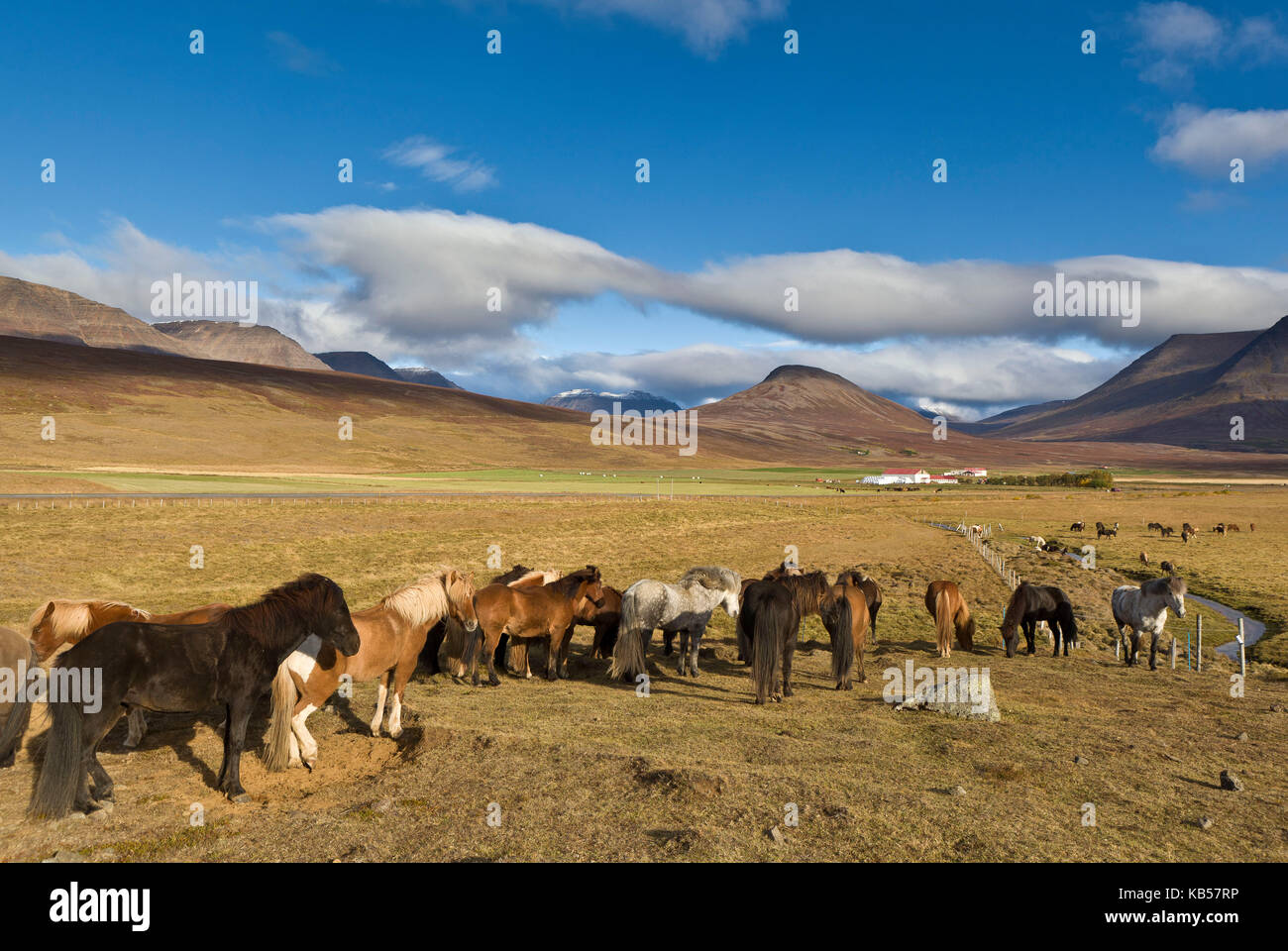 Annual Horse Round Up-Laufskalarett, Skagafjordur, Iceland Farmers keep up a long tradition of letting their horses roam around freely in the commons during the summer, Every autumn horses are rounded up and sorted, Stock Photo
