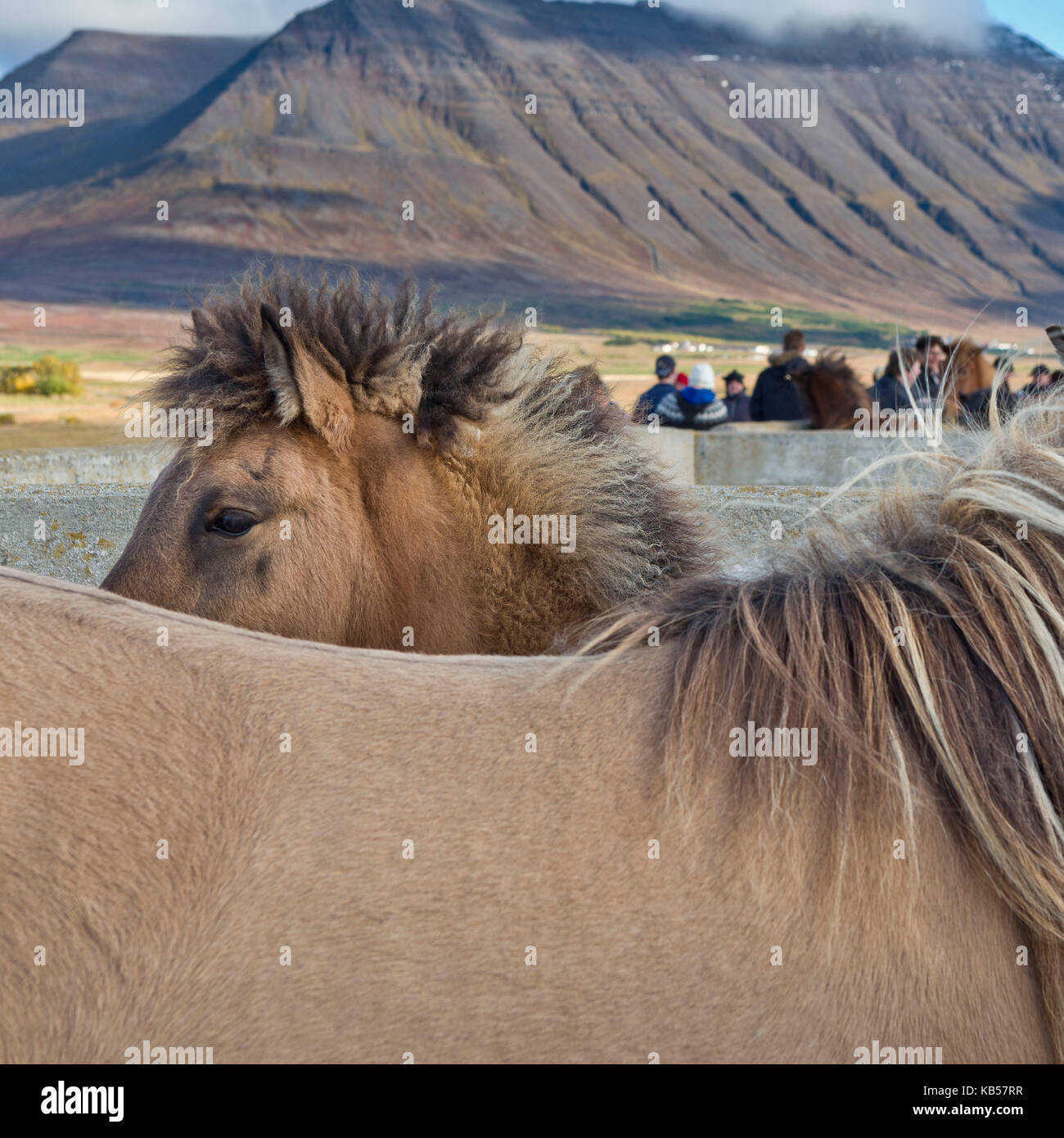 Annual Horse Round Up-Laufskalarett, Skagafjordur, Iceland Farmers keep up a long tradition of letting their horses roam around freely in the commons during the summer, Every autumn horses are rounded up and sorted, Stock Photo