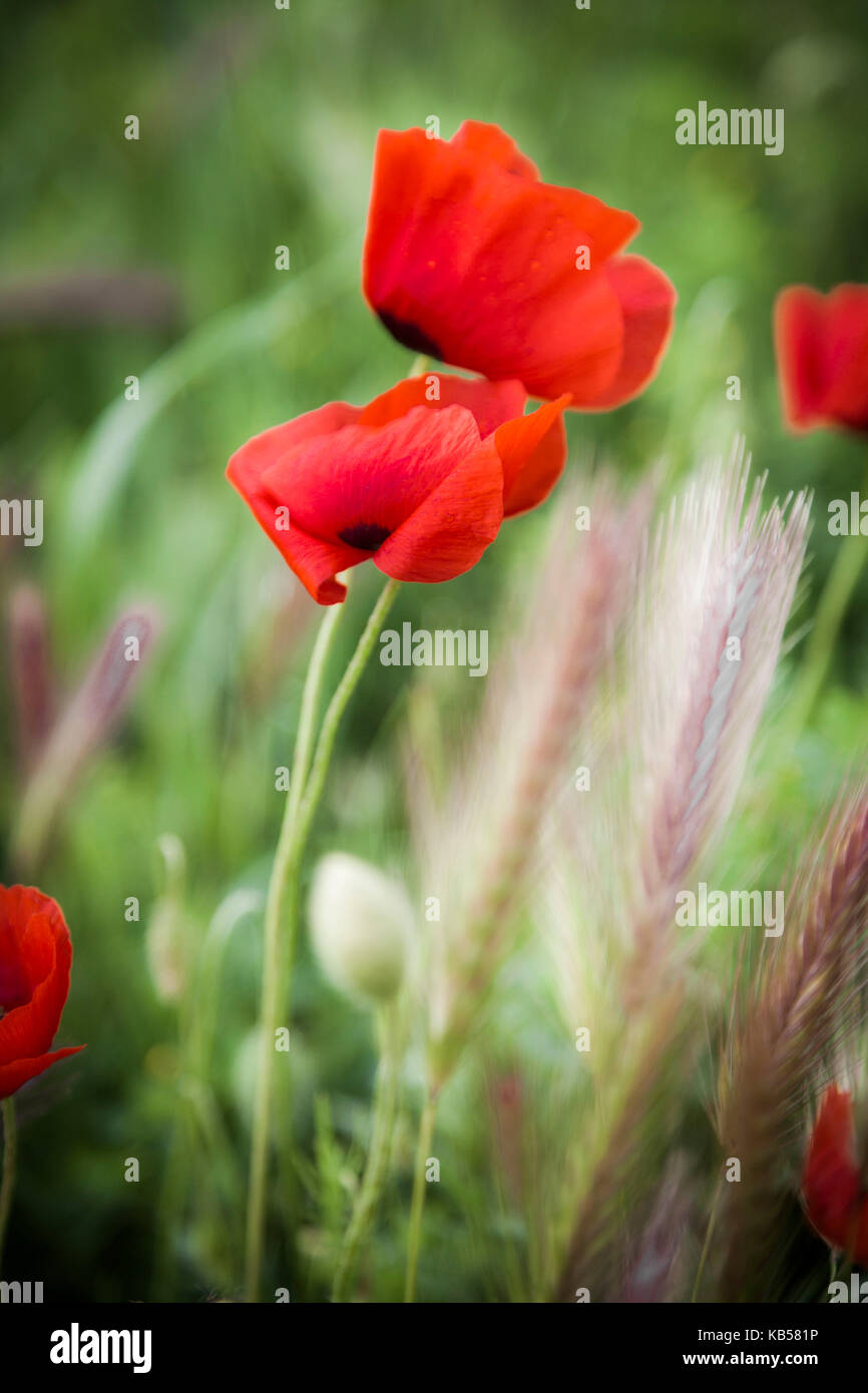 Poppy field provence south france hi-res stock photography and images ...