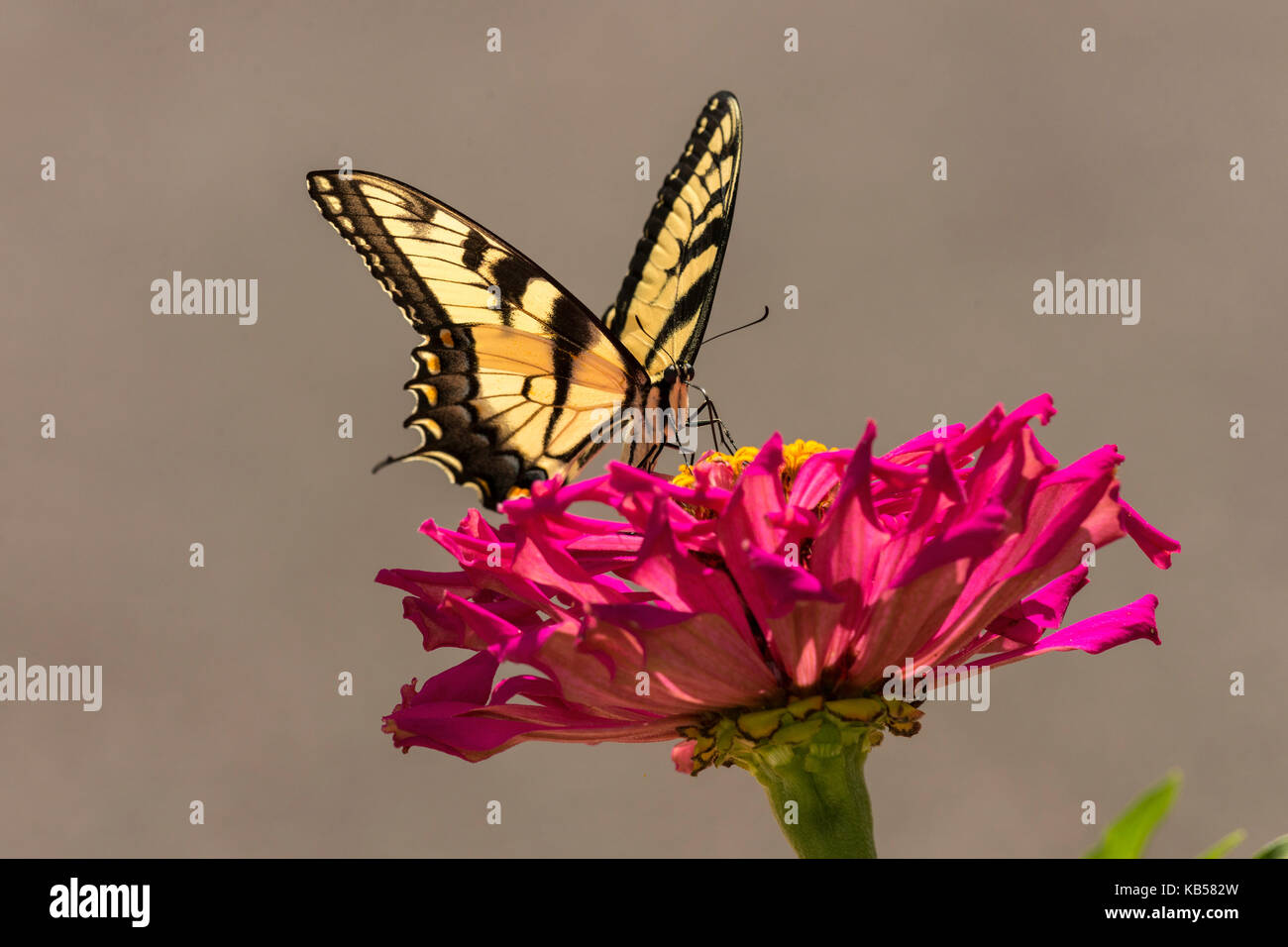 Giant Swallowtail feeding on Zinnia flower. Stock Photo