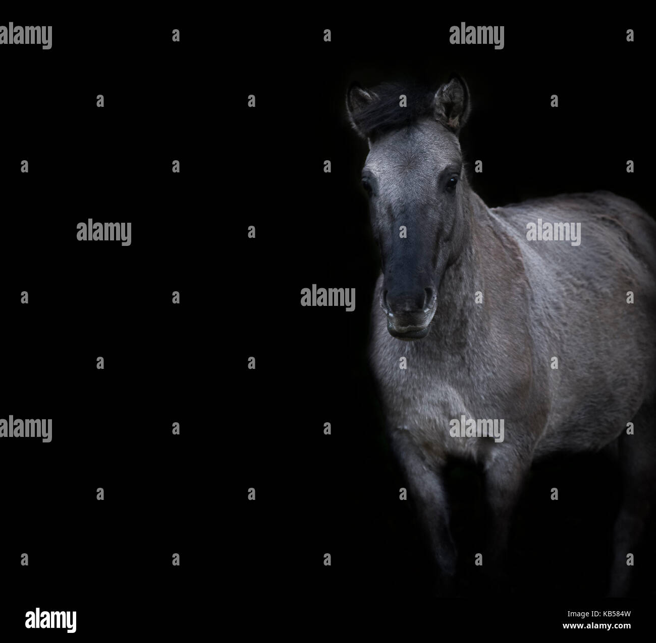 Horse on black background Stock Photo - Alamy
