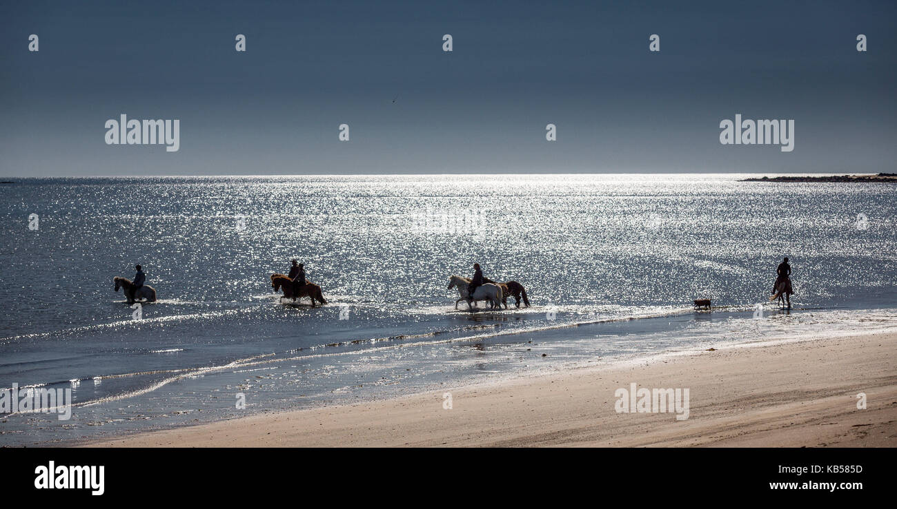 Horseback riding on Longufjordur Beach, Snaefellsnes Peninsula, Iceland Stock Photo