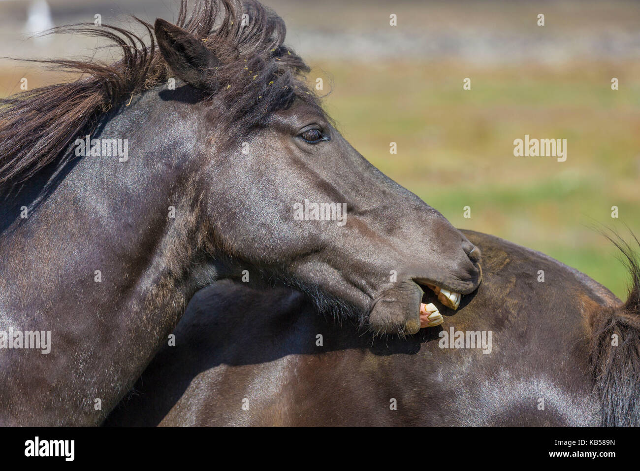 Icelandic mare-pure-bred horse, Iceland Stock Photo