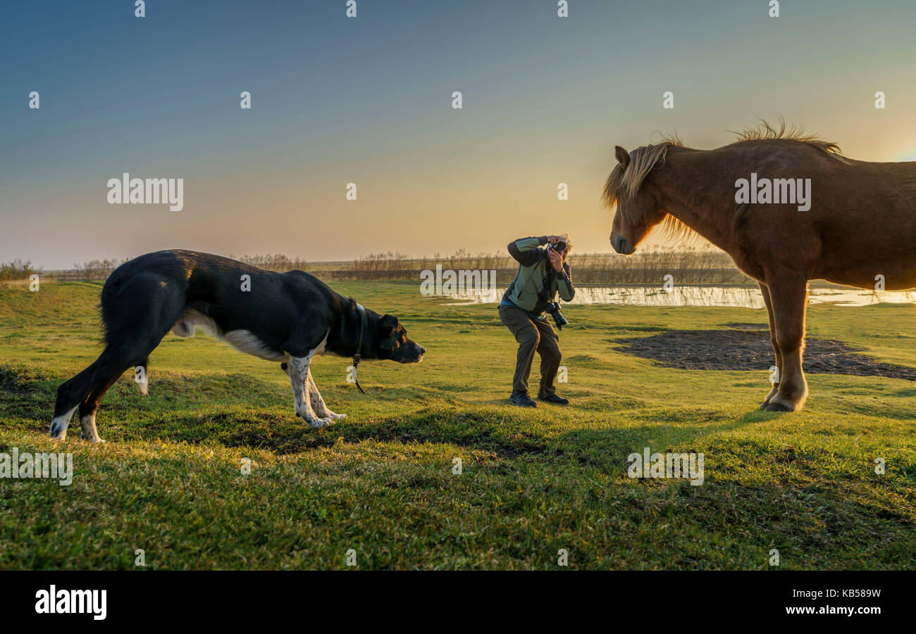 Tourist taking pictures of an Icelandic horse while a dog is approaching, Iceland. Stock Photo