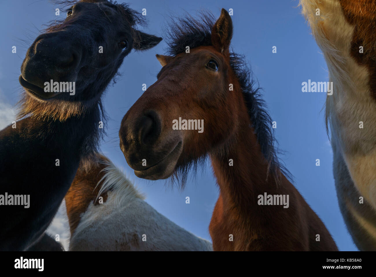 Icelandic Horses, Iceland Stock Photo