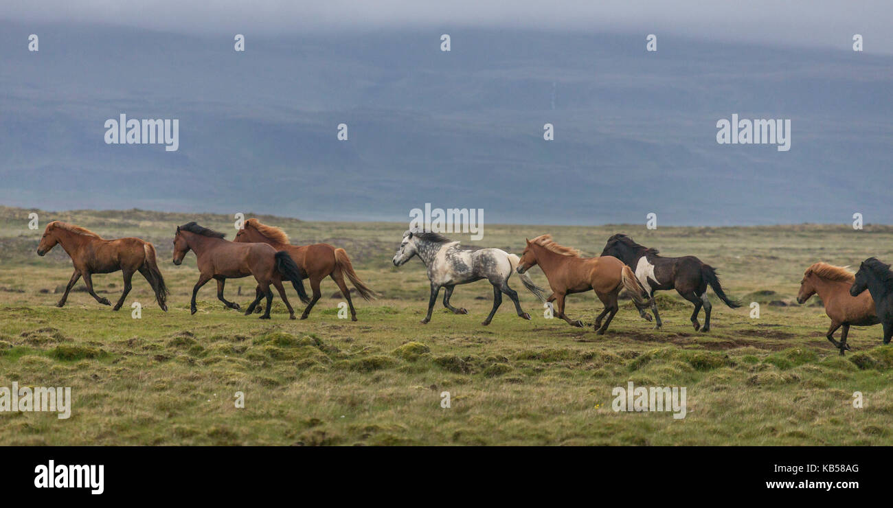 Horses running in the countryside, Iceland Stock Photo