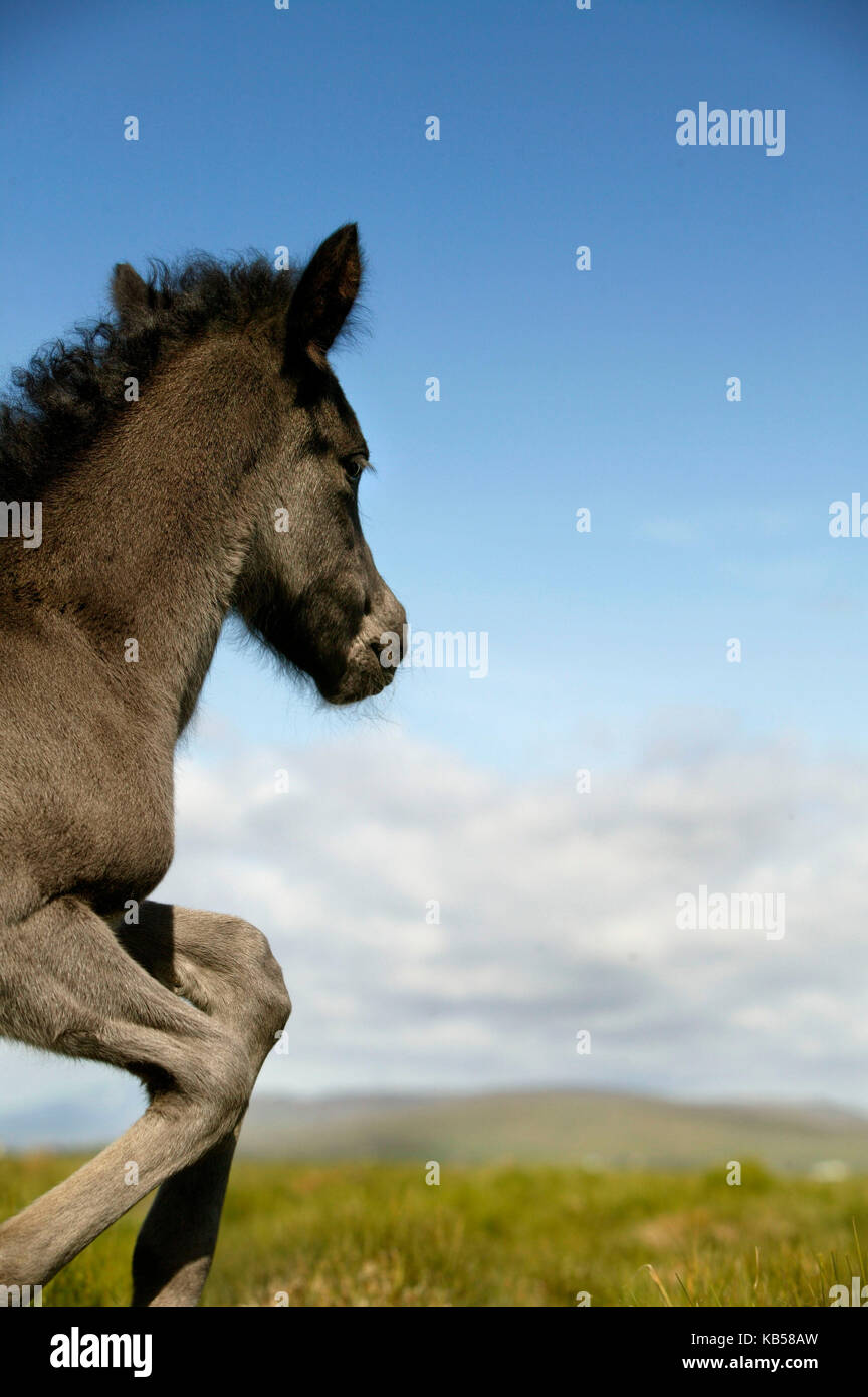 Foal learning to walk, Iceland Stock Photo