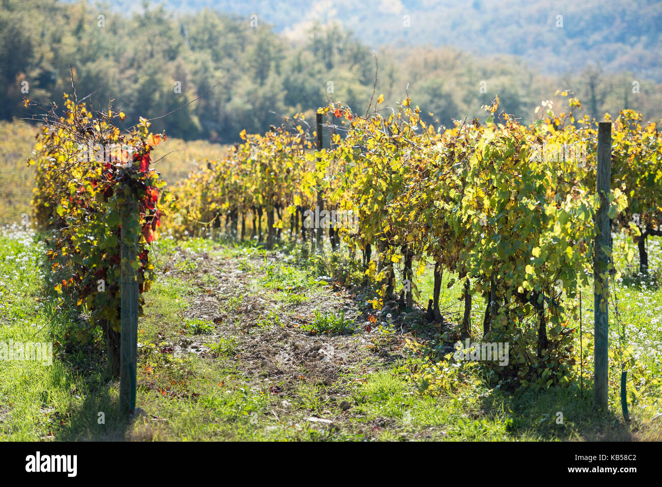 Shallow focus close view of green, yellow and red autumn leaves of Tuscany vineyard rows Stock Photo