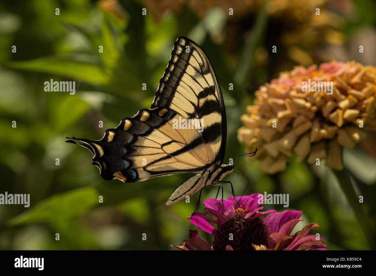 Giant Swallowtail feeding on Zinnia flower. Stock Photo