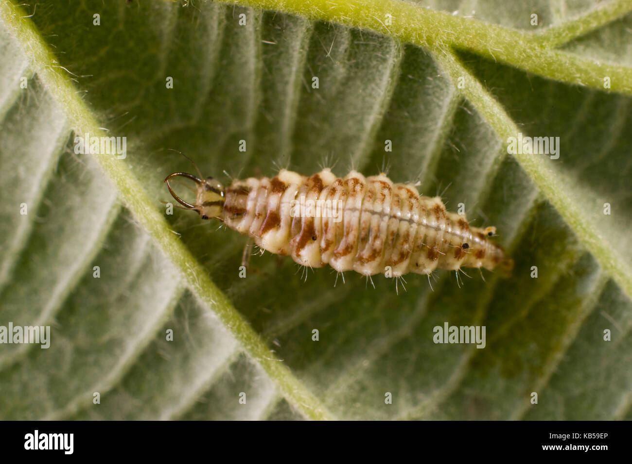 Chrysopidae, neuropterans, Green lacewing larva, Most species of lacewings and their larvae are active predators, and are often used for bio. control Stock Photo