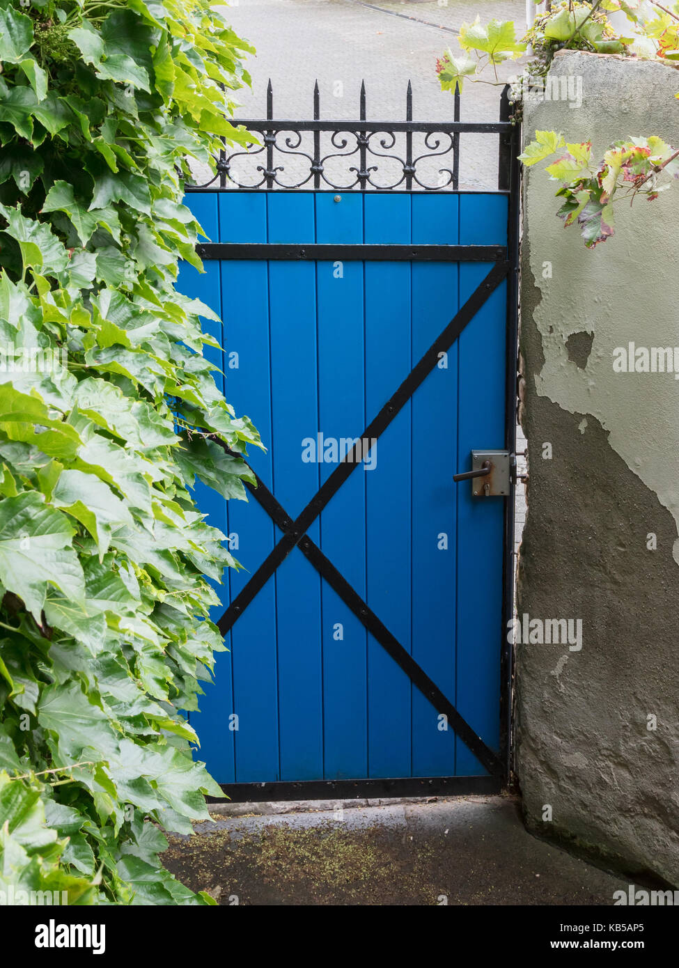Locked Blue Metal Fence Door And The Green High Ivy At The Outside