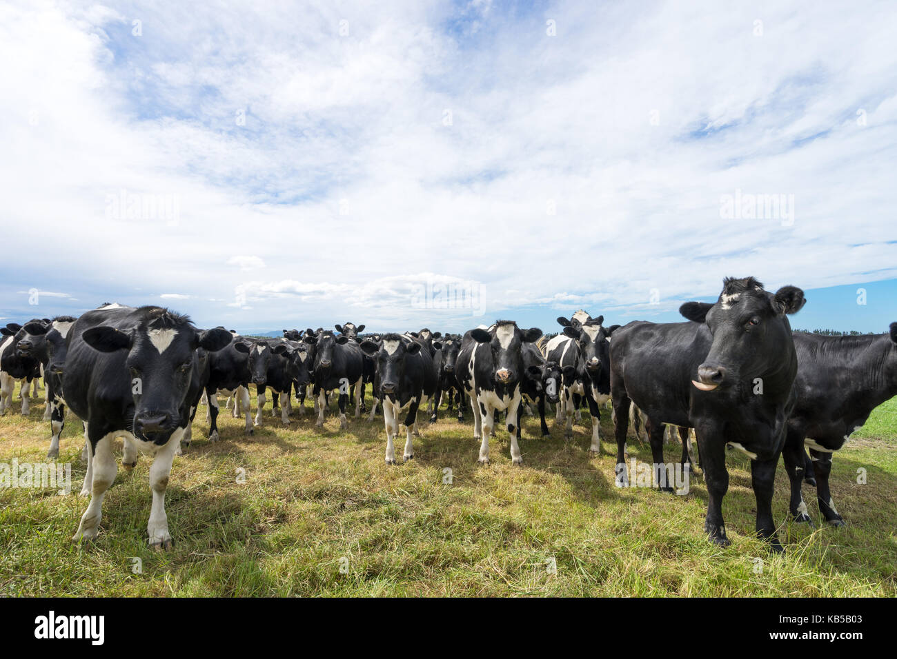 crowded cows in green pasture in blue sky Stock Photo - Alamy
