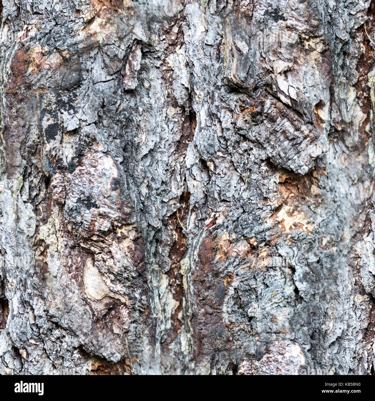 seamless gray tree bark texture of a pine trunk. closeup, texture ...