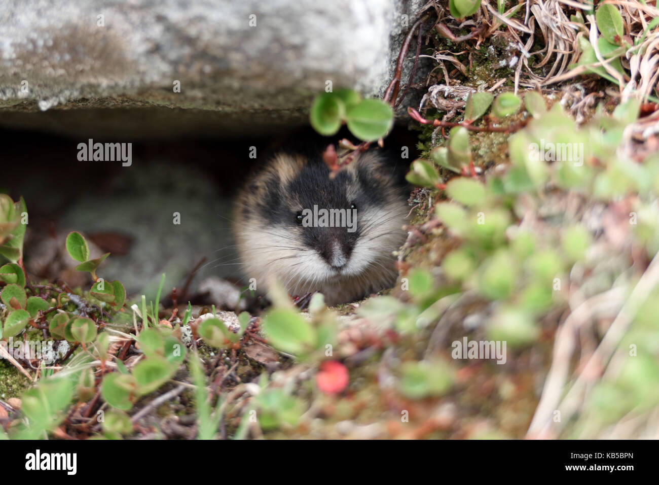 Real lemmings hi-res stock photography and images - Alamy