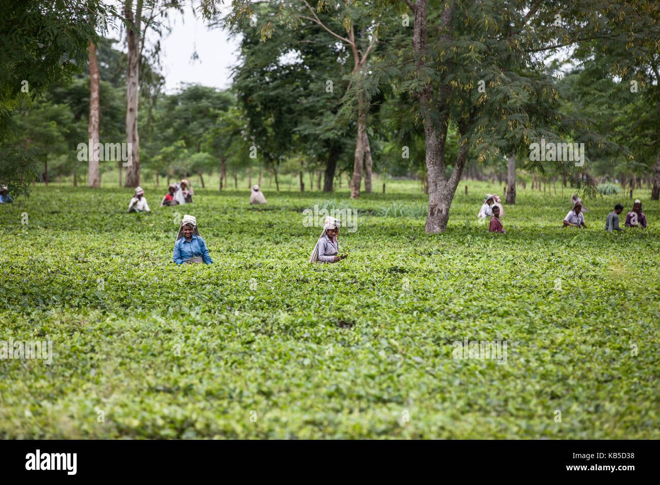 Tea Garden in Dibrugarh, Assam, India, Asia Stock Photo Alamy