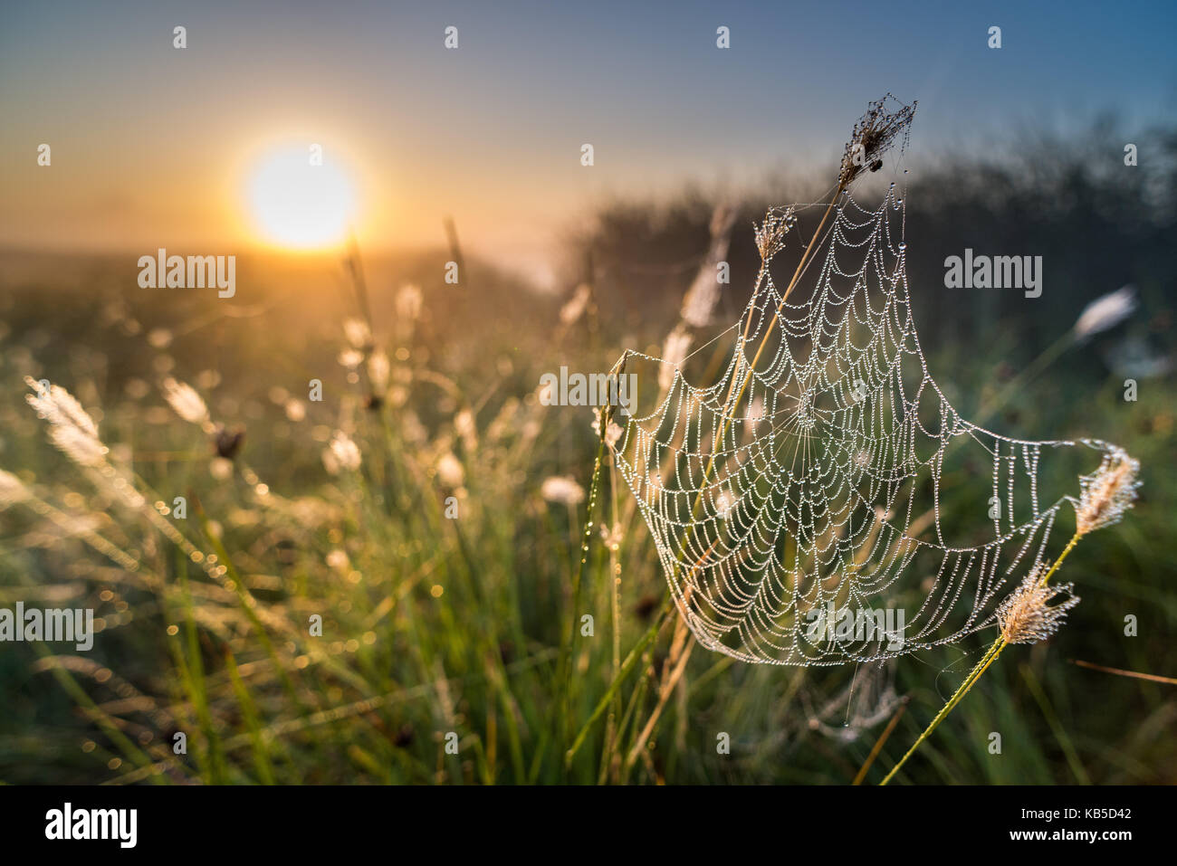 Dew covered spiders web, at sunrise, North Kent Marshes, Kent, England, United Kingdom, Europe Stock Photo