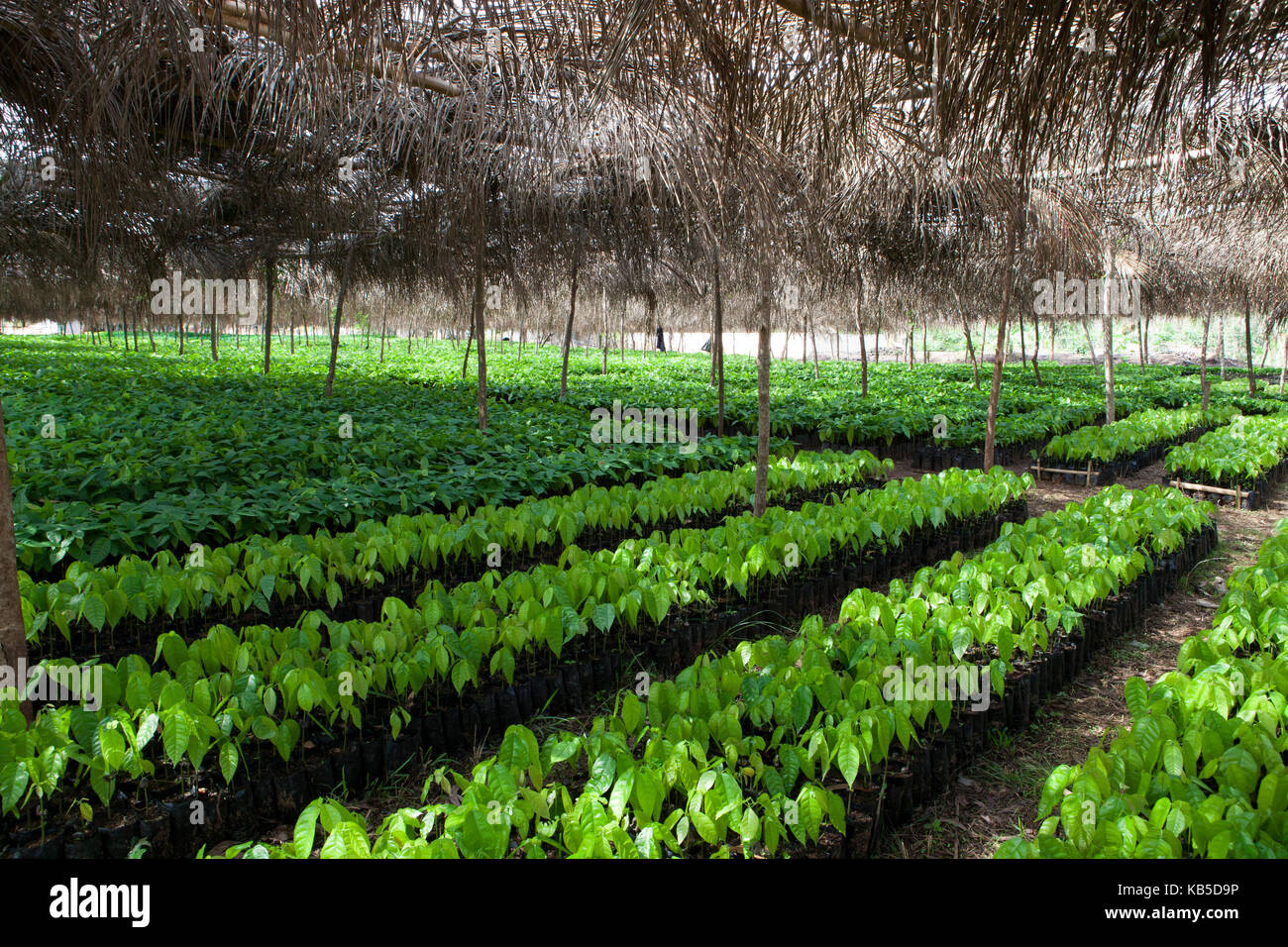 Cocoa in ghana hires stock photography and images Alamy