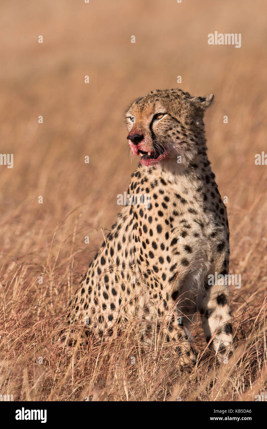 Male cheetah (Acinonyx jubatus), mouth stained with blood from feeding, Lemek Conservancy, Masai Mara, Kenya, East Africa Stock Photo