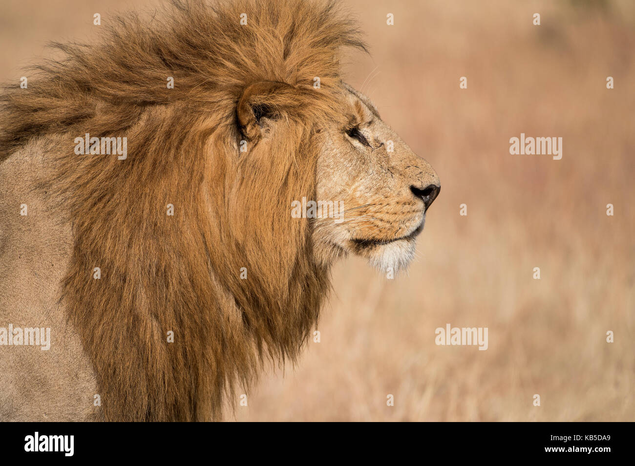 Male lion (Panthera Leo) of the Lemek pride in Lemek Conservancy, Masai Mara, Kenya, East Africa, Africa Stock Photo