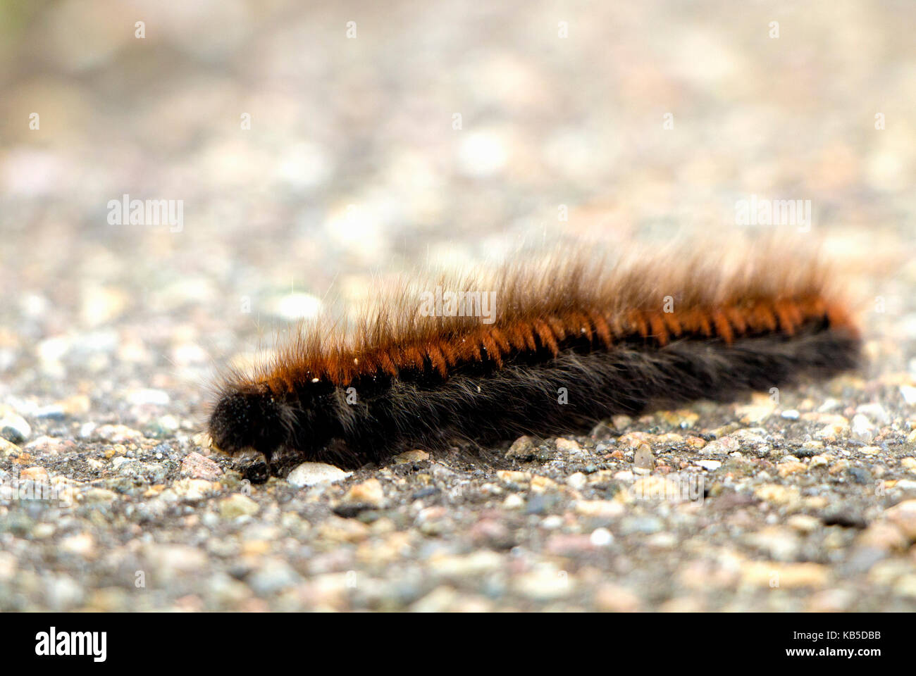 Black And Orange Hairy Larvae Moving On Asphalt In Autumn Stock Photo Alamy
