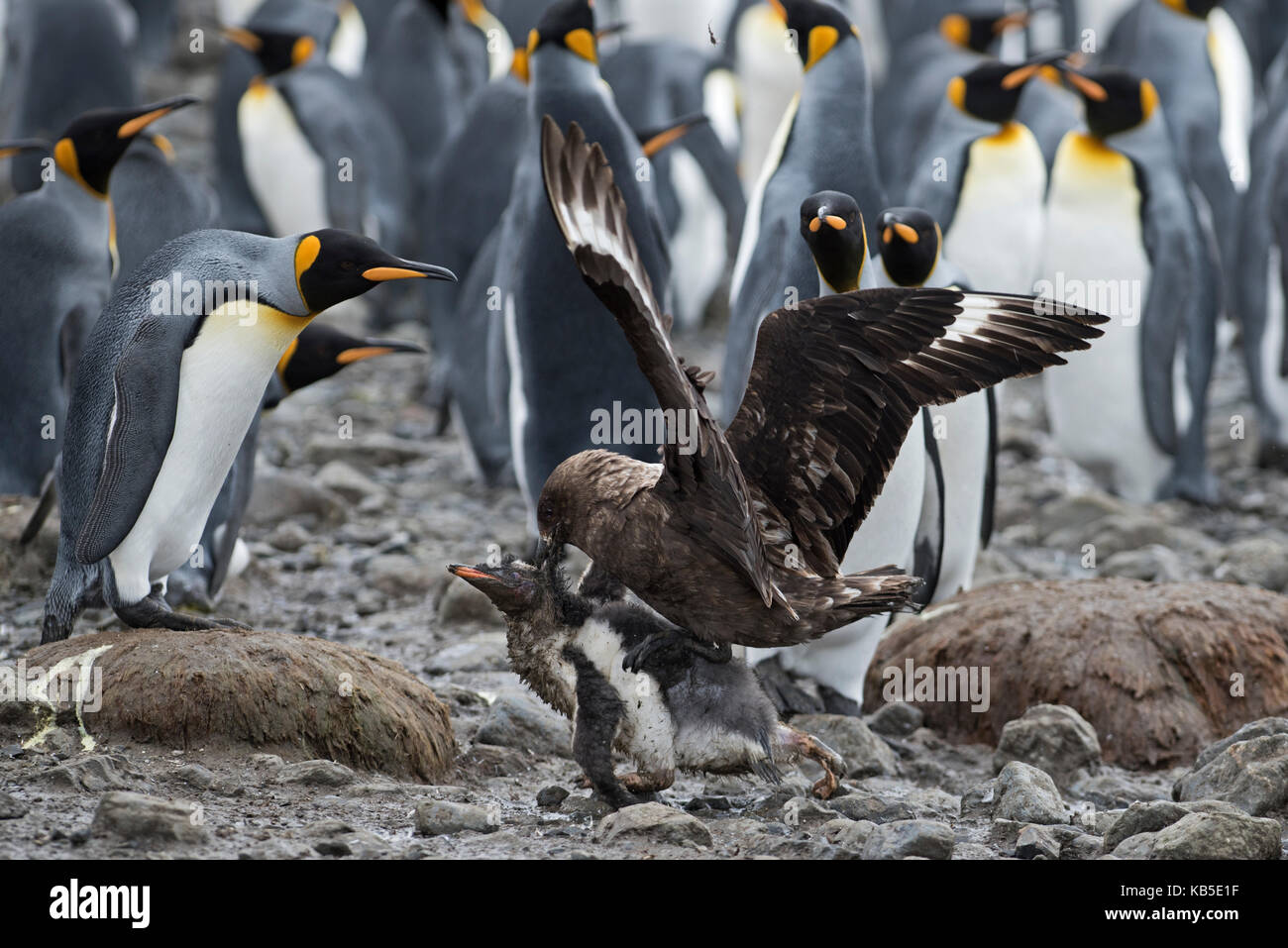 Brown Skua attacking young Adelie Penguin chick that has wandered away from colony Holmestrand South Georgia January Stock Photo