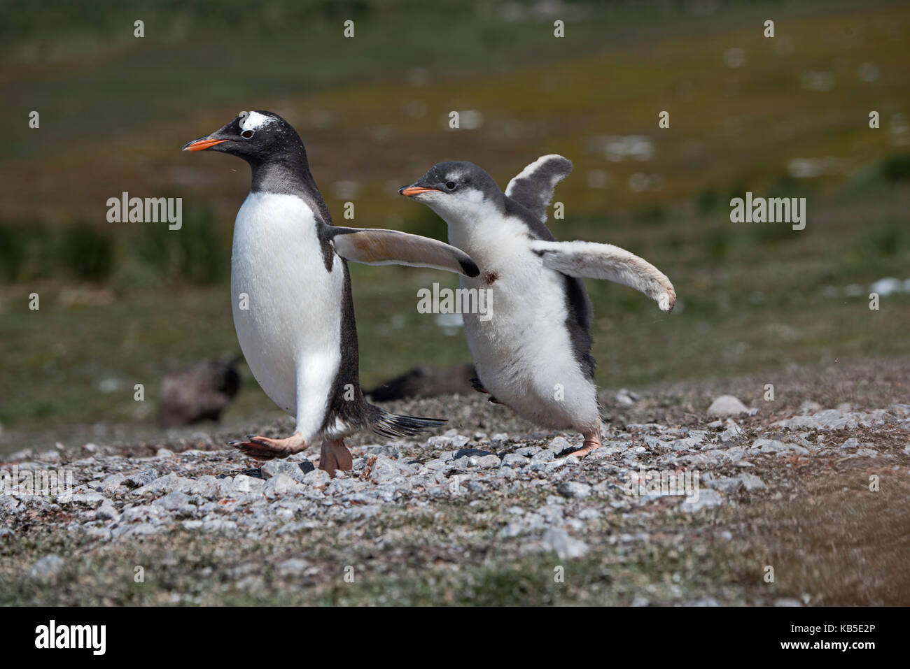 Gentoo Penguin Pygoscelis papua chick begging for food by chasing adult