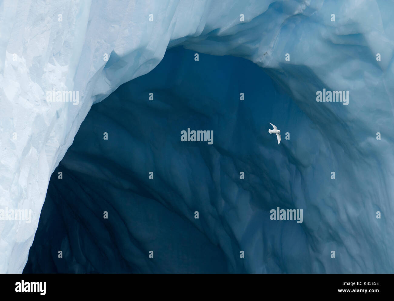 Snow Petrel Pagadroma nivea nivea flying around Iceberg off South Georgia, Southern Ocean January Stock Photo