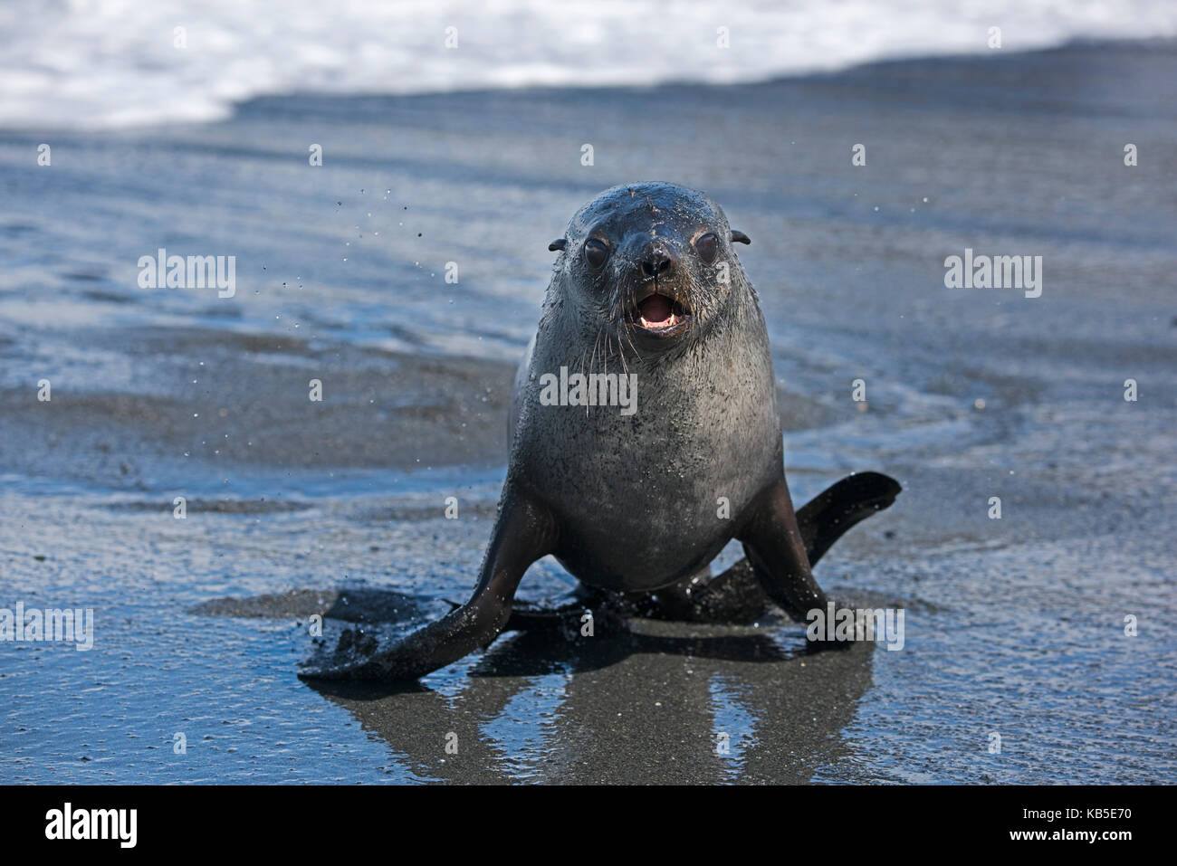 Young Antarctic Fur Seal Arctocephalus gazella St Andrews Bay South Georgia January Stock Photo