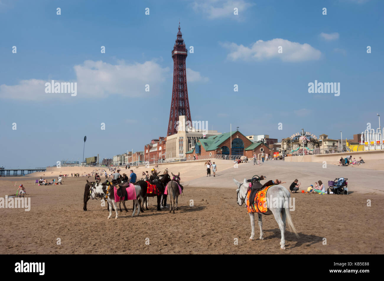 Blackpool Tower, donkeys on the beach, Blackpool, Lancashire, England, United Kingdom, Europe Stock Photo