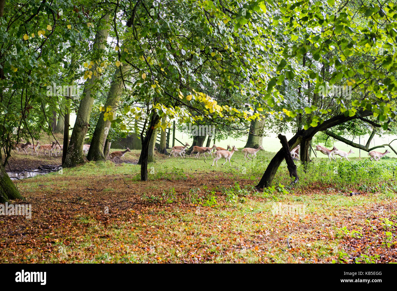A herd of deer run through woodland in Burghley Park, Lincolnshire Stock Photo