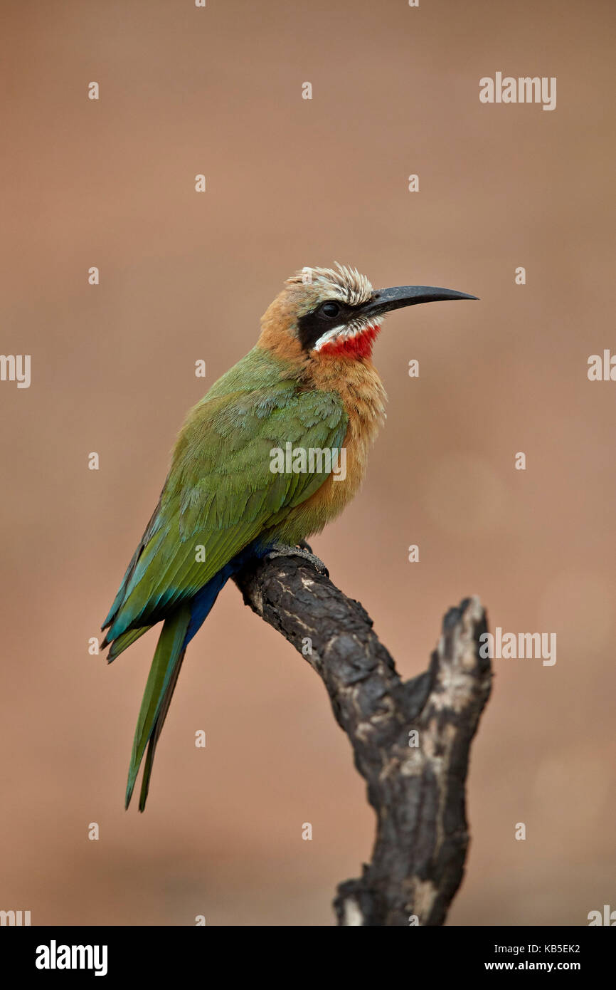 White-fronted bee-eater (Merops bullockoides), Kruger National Park ...