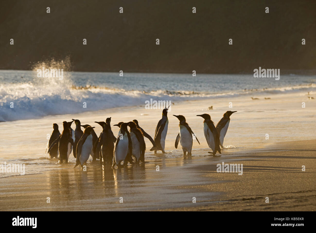 King Penguin Aptenodytes patagonicus St Andrews Bay South Georgia January Stock Photo