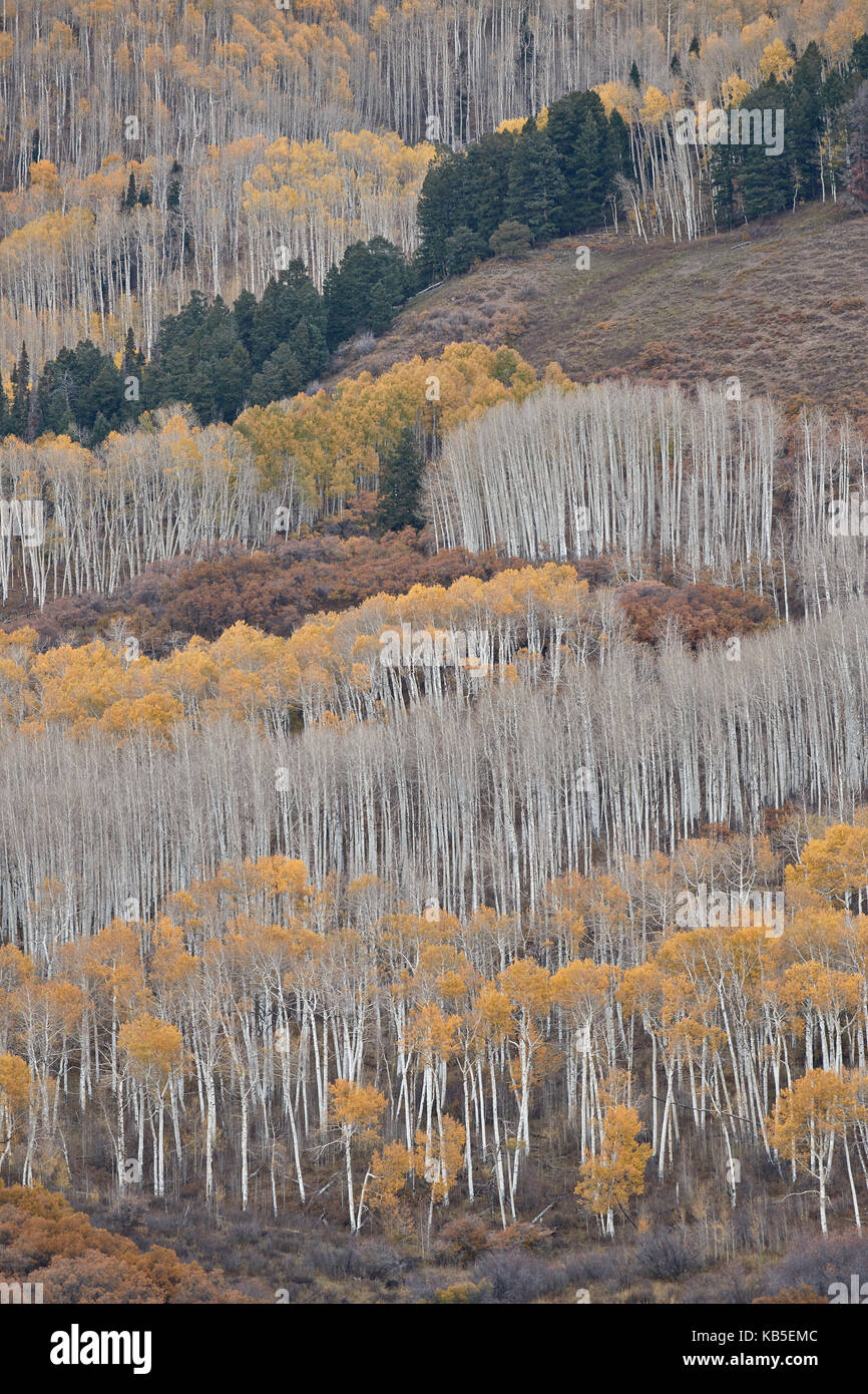 Yellow aspen trees in the fall, Uncompahgre National Forest, Colorado, United States of America, North America Stock Photo
