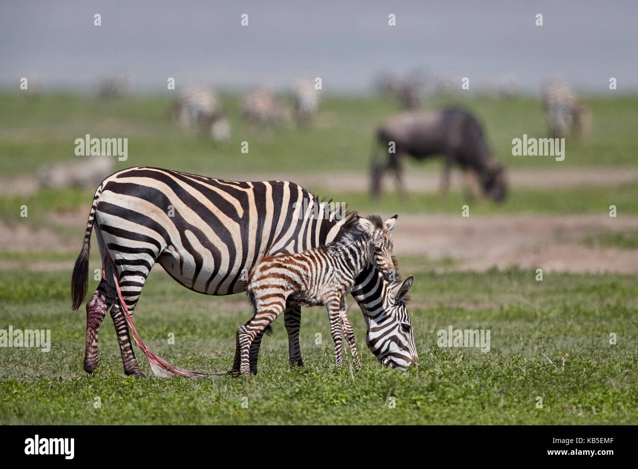 Common zebra (plains zebra) (Burchell's zebra) (Equus burchelli) mare and just-born foal, Ngorongoro Crater, Tanzania Stock Photo