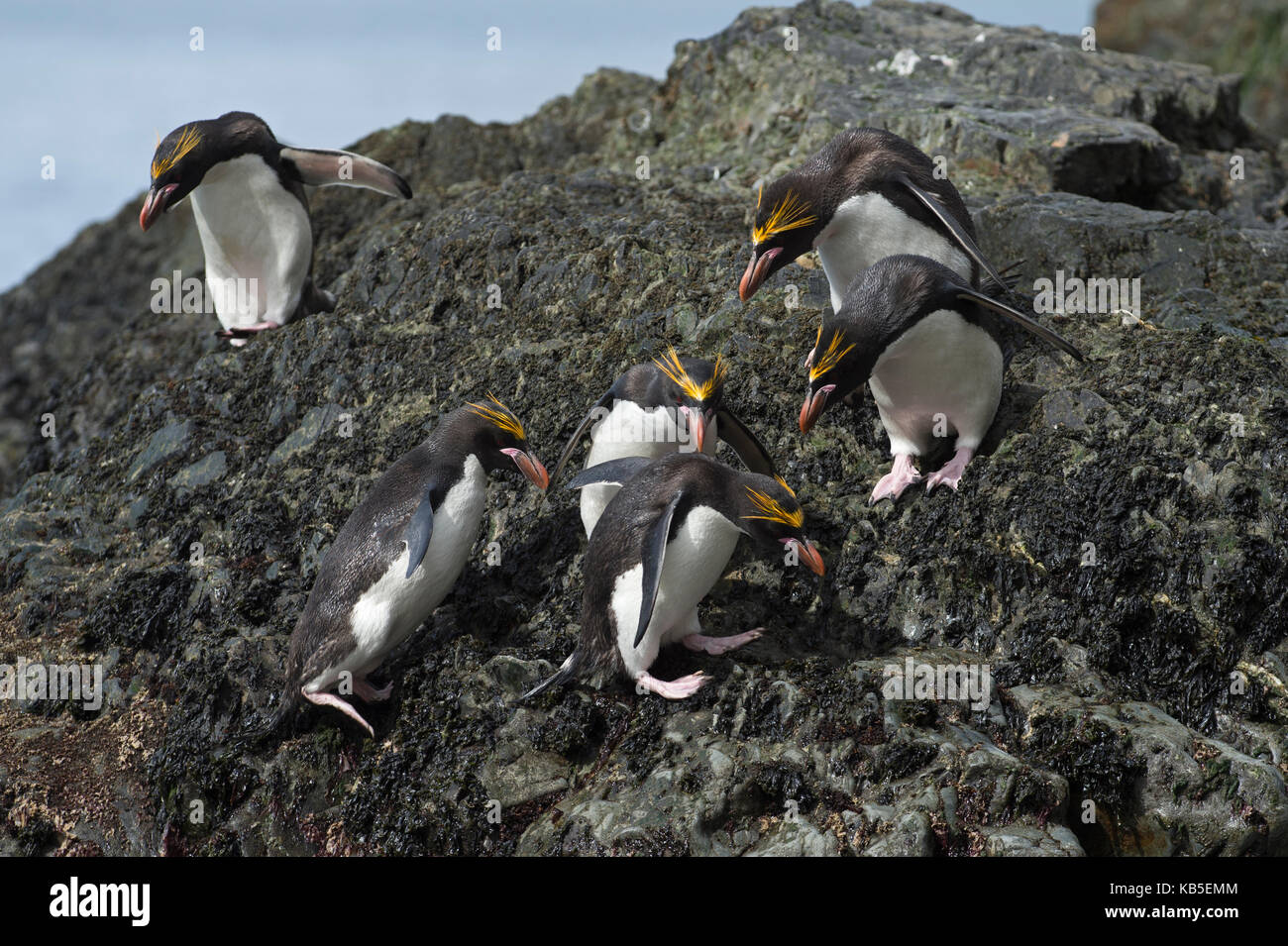 Macaroni Penguins Eudyptes chrysolophus Hercules Bay South