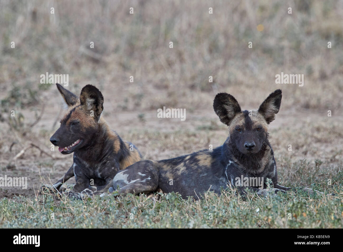African wild dog (African hunting dog) (Cape hunting dog) (Lycaon pictus), Ngorongoro Conservation Area, Tanzania, East Africa Stock Photo