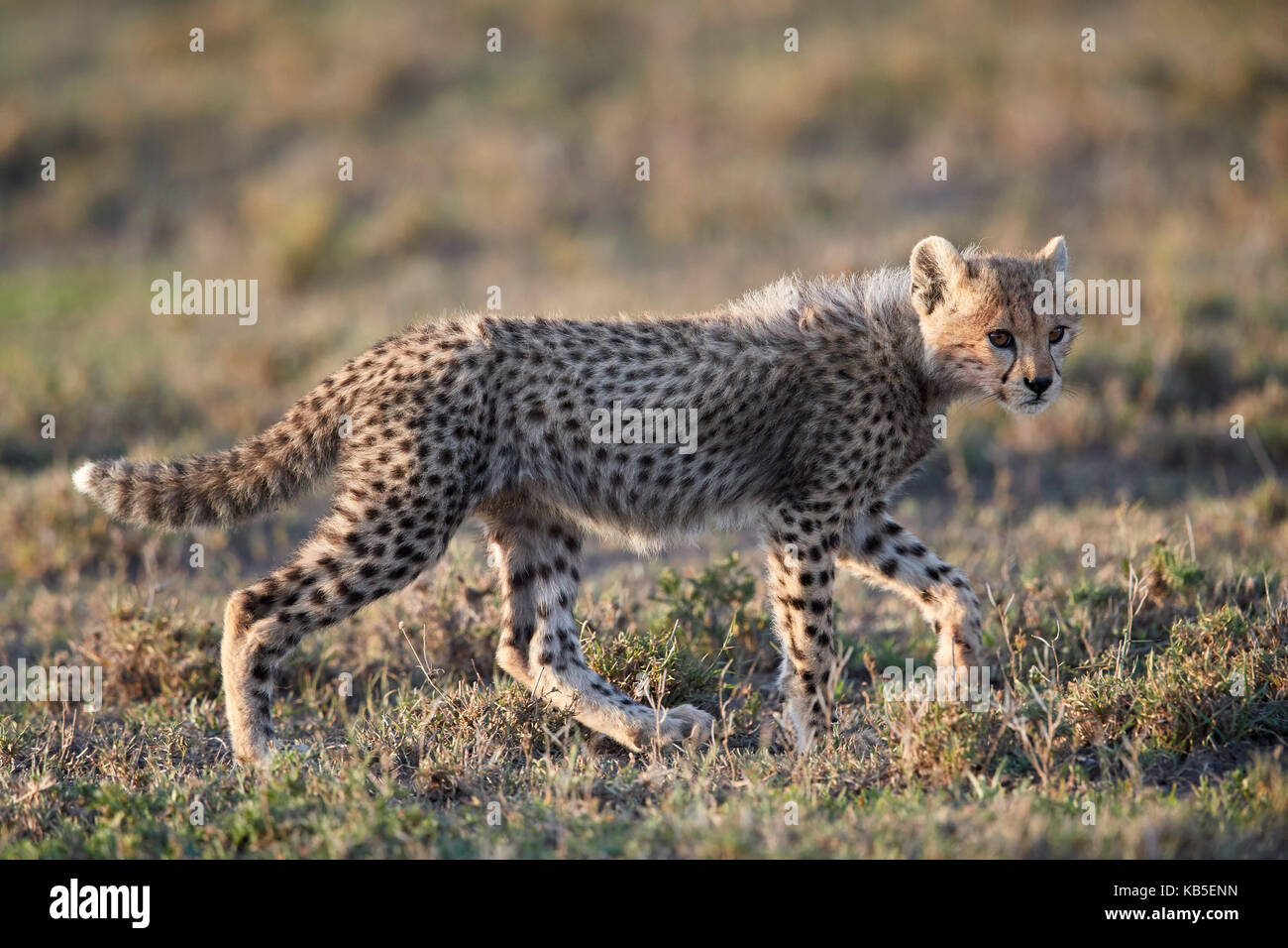 Cheetah (Acinonyx jubatus) cub, Ngorongoro Conservation Area, Tanzania, East Africa, Africa Stock Photo