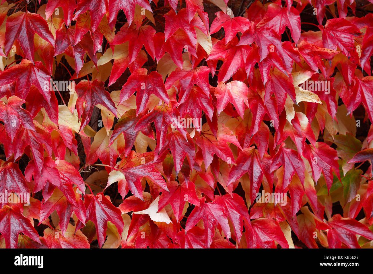 Boston Ivy displaying its autumnal colours at the Winterbourne House and Gardens in Birmingham. Stock Photo