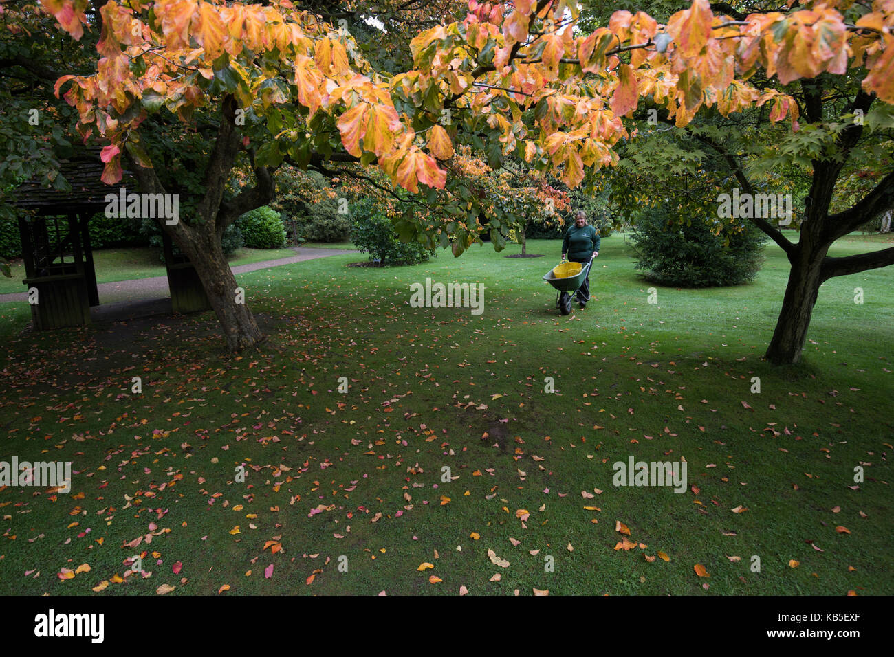 Horticultural practitioner Judith Fileds walks with her wheelbarrow through the autumnal colours on display at the Winterbourne House and Gardens in Birmingham. Stock Photo